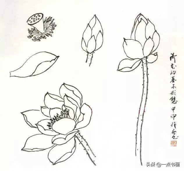荷花怎么画漂亮又复杂（写意荷花的画法）