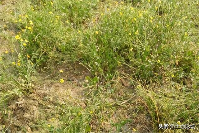 药材种植哪种利润高（一年种一年收的药材）
