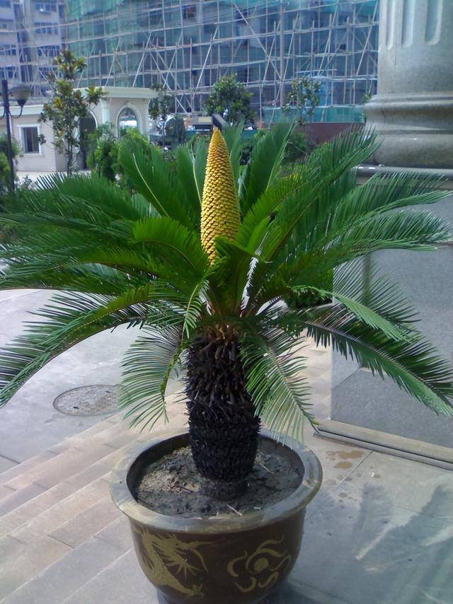 适合客厅养的大型植物有哪些（家里养这几种树，好兆头！）