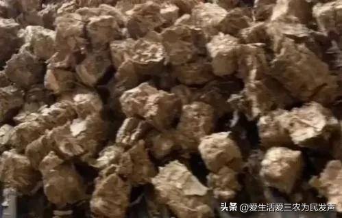 农村有什么好的创业项目见效快（出口枳实项目）