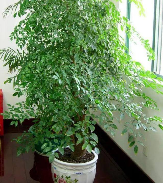 发财树放在客厅什么位置好（客厅养这几种植物，寓意着财运亨通，财运亨通）