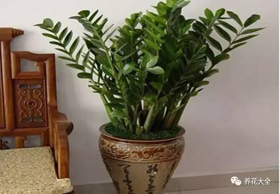 发财树客厅摆放示意图 位置（家里摆放这10种植物，寓意吉祥，好运连连！）
