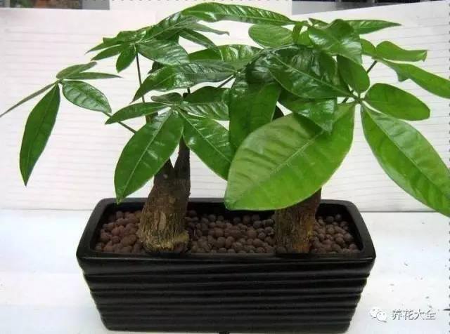 发财树客厅摆放示意图 位置（家里摆放这10种植物，寓意吉祥，好运连连！）