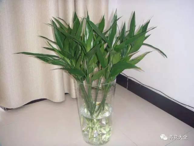发财树客厅摆放示意图 位置（家里摆放这10种植物，寓意吉祥，好运连连！）