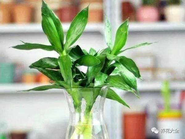 发财树客厅摆放示意图 位置（家里摆放这10种植物，寓意吉祥，好运连连！）