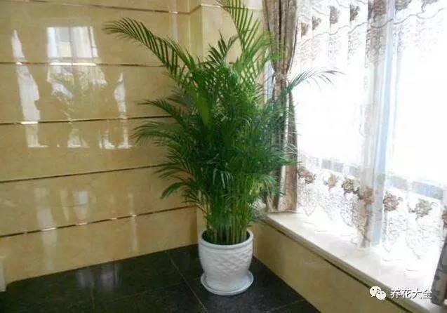 发财树客厅摆放示意图 位置（家里摆放这10种植物，寓意吉祥，好运连连！）