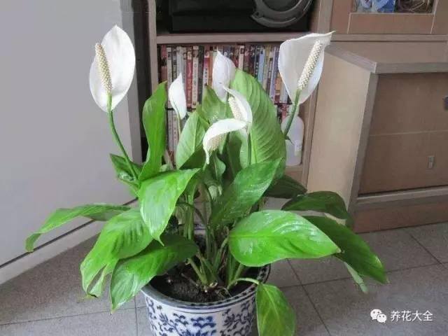 发财树客厅摆放示意图 位置（家里摆放这10种植物，寓意吉祥，好运连连！）