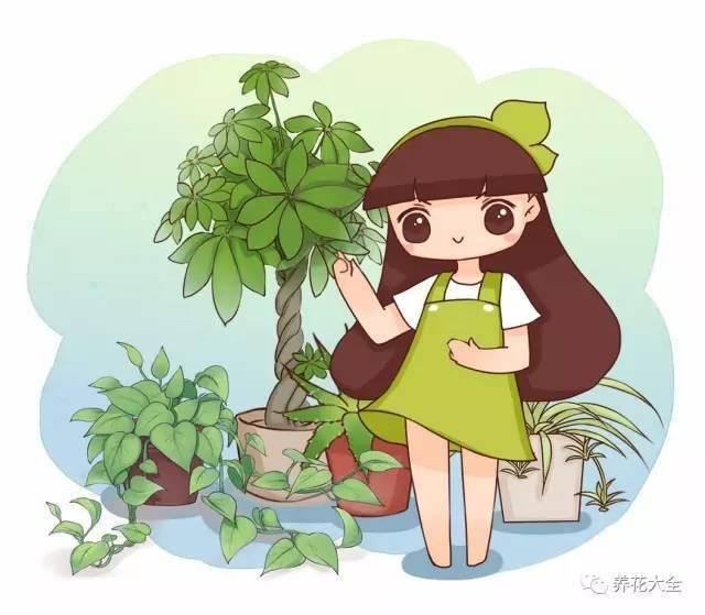 发财树客厅摆放示意图 位置（家里摆放这10种植物，寓意吉祥，好运连连！）