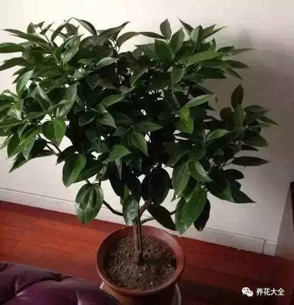 发财树客厅摆放示意图 位置（家里摆放这10种植物，寓意吉祥，好运连连！）