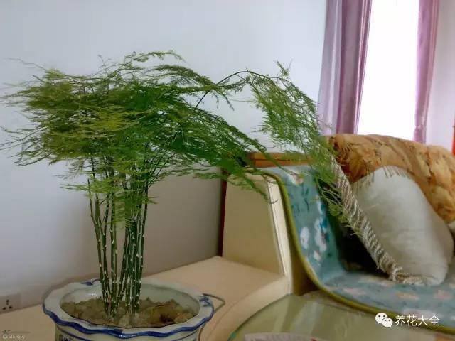 发财树客厅摆放示意图 位置（家里摆放这10种植物，寓意吉祥，好运连连！）