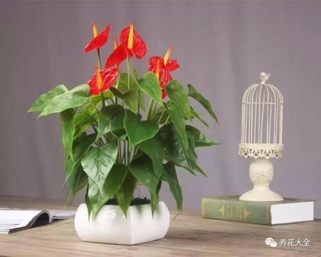 发财树客厅摆放示意图 位置（家里摆放这10种植物，寓意吉祥，好运连连！）