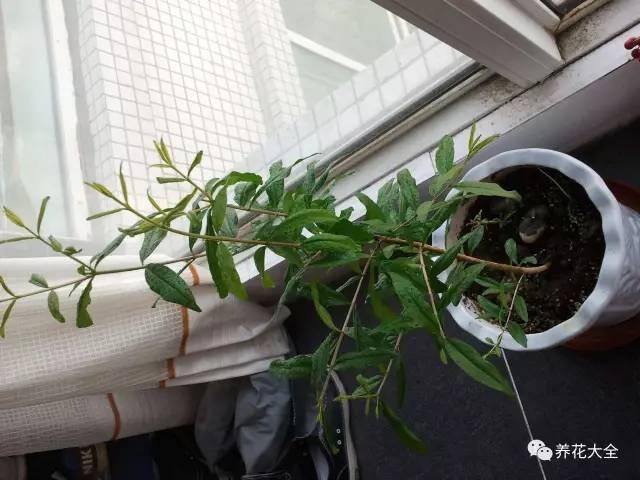 发财树客厅摆放示意图 位置（家里摆放这10种植物，寓意吉祥，好运连连！）