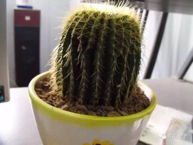 发财树客厅摆放示意图 位置（家里摆放这10种植物，寓意吉祥，好运连连！）
