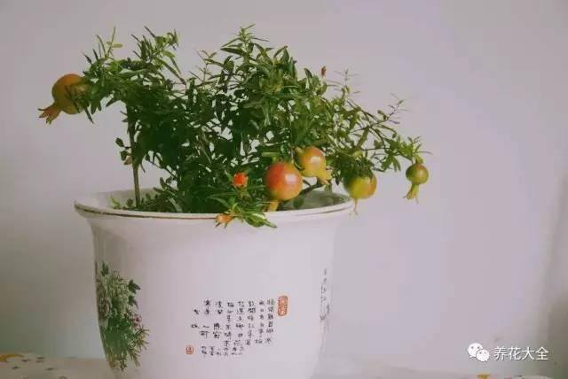 发财树客厅摆放示意图 位置（家里摆放这10种植物，寓意吉祥，好运连连！）