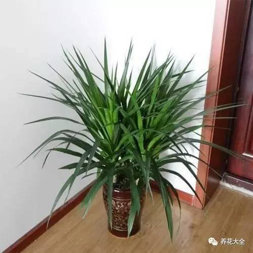 发财树客厅摆放示意图 位置（家里摆放这10种植物，寓意吉祥，好运连连！）