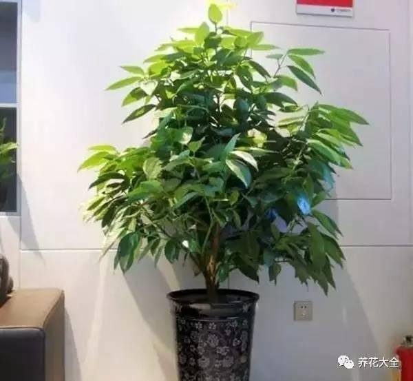 发财树客厅摆放示意图 位置（家里摆放这10种植物，寓意吉祥，好运连连！）
