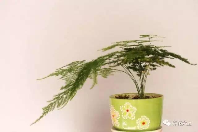 发财树客厅摆放示意图 位置（家里摆放这10种植物，寓意吉祥，好运连连！）