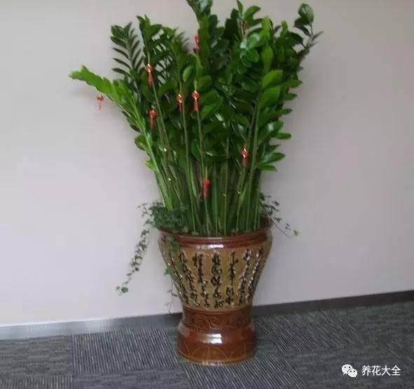 发财树客厅摆放示意图 位置（家里摆放这10种植物，寓意吉祥，好运连连！）
