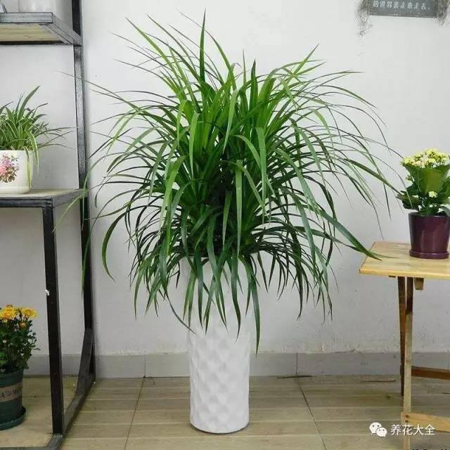 发财树客厅摆放示意图 位置（家里摆放这10种植物，寓意吉祥，好运连连！）