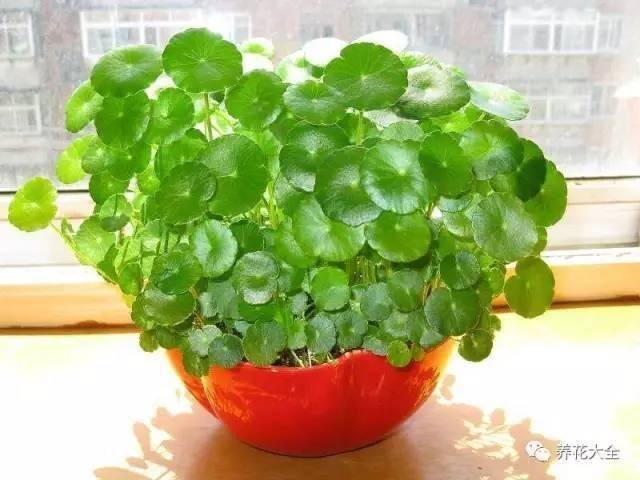 发财树客厅摆放示意图 位置（家里摆放这10种植物，寓意吉祥，好运连连！）