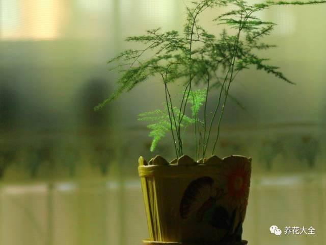 发财树客厅摆放示意图 位置（家里摆放这10种植物，寓意吉祥，好运连连！）