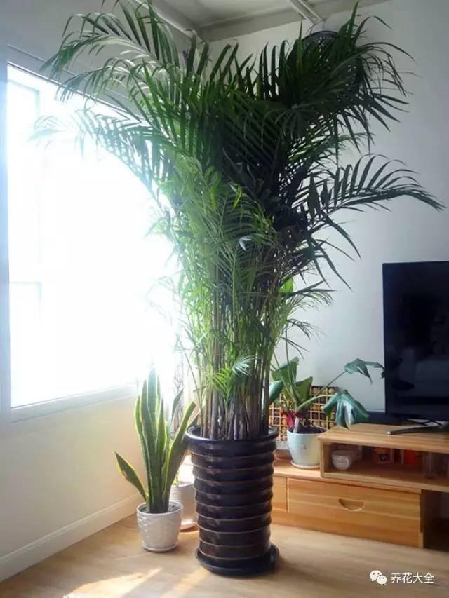 发财树客厅摆放示意图 位置（家里摆放这10种植物，寓意吉祥，好运连连！）