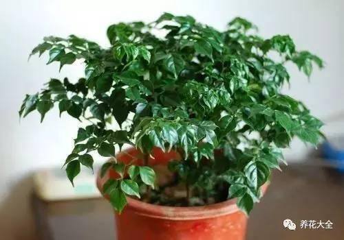 发财树客厅摆放示意图 位置（家里摆放这10种植物，寓意吉祥，好运连连！）