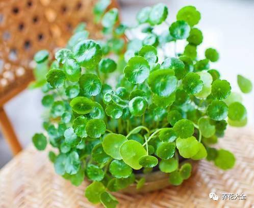 发财树客厅摆放示意图 位置（家里摆放这10种植物，寓意吉祥，好运连连！）