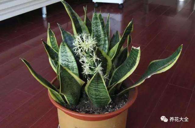 发财树客厅摆放示意图 位置（家里摆放这10种植物，寓意吉祥，好运连连！）