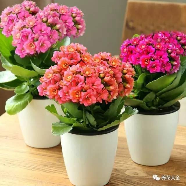 发财树客厅摆放示意图 位置（家里摆放这10种植物，寓意吉祥，好运连连！）