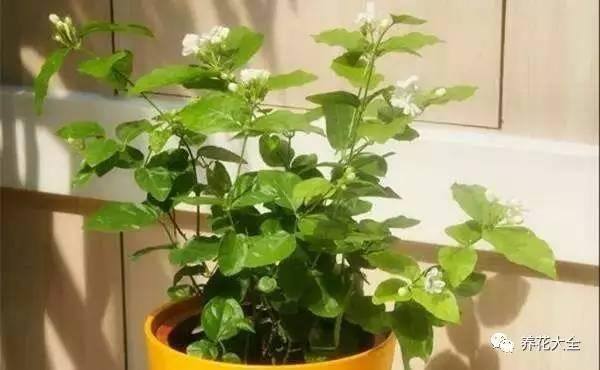 发财树客厅摆放示意图 位置（家里摆放这10种植物，寓意吉祥，好运连连！）