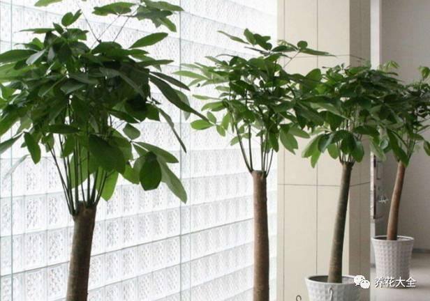 发财树客厅摆放示意图 位置（家里摆放这10种植物，寓意吉祥，好运连连！）