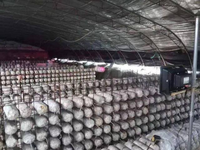 种蘑菇一年能挣多少钱（95后小哥回到农村老家种植平菇3个大棚半年赚了20万）
