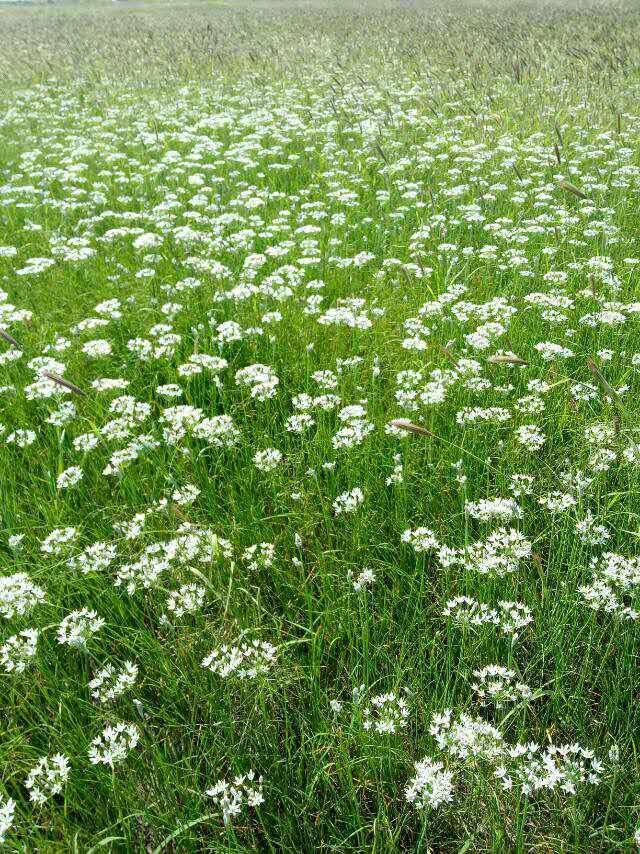 韭菜花怎样制作好吃（韭菜花酱的做法）