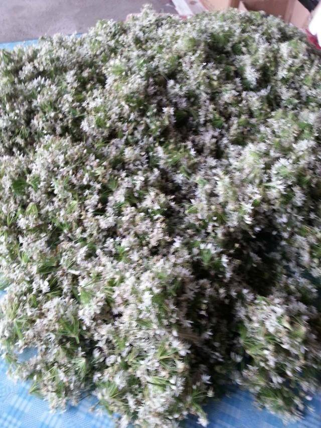 韭菜花怎样制作好吃（韭菜花酱的做法）