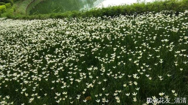 种花赚钱的软件（家里养芦荟，养成这样，一盆变多盆！）
