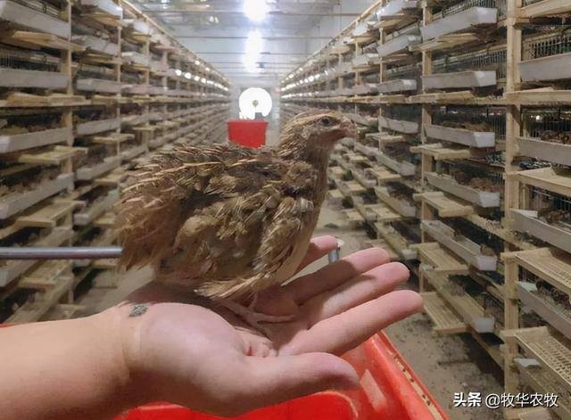 农村现在搞什么养殖业有前景（在农村养殖什么比较赚钱）