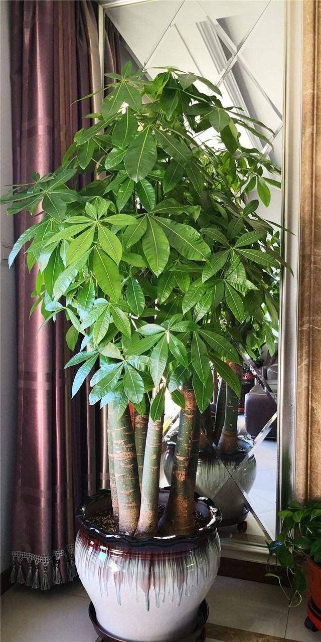 适合客厅养的大型植物有哪些（家里养这几种树，好兆头！）