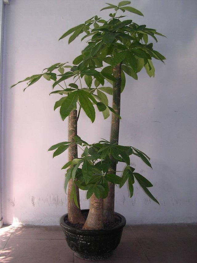 发财树三大忌讳（家里的这三个地方，最好不要放，不然小心你的发财树变成“光杆”）