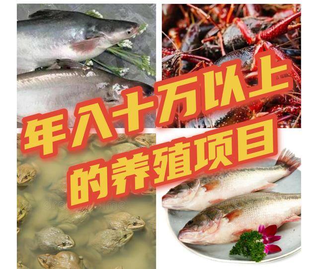 未来10年养殖什么最赚钱（小龙虾在我国养殖前景如何？）