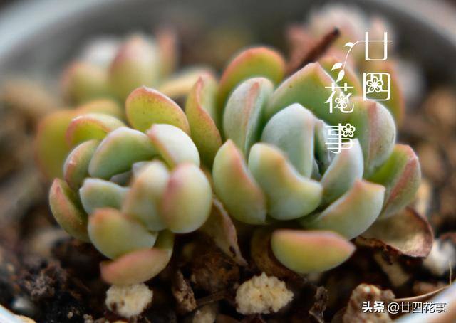 10种公认阳台最好养的多肉（阳台养多肉植物，光照不足，叶片会徒长的5种品种）