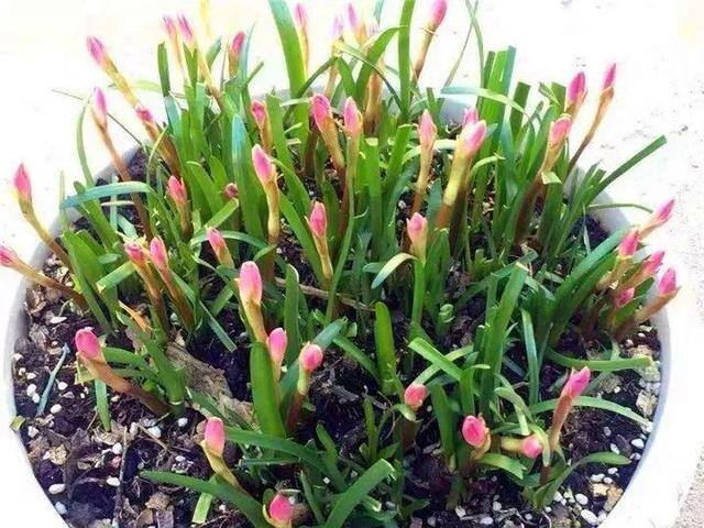 种花赚钱的软件（家里养芦荟，养成这样，一盆变多盆！）