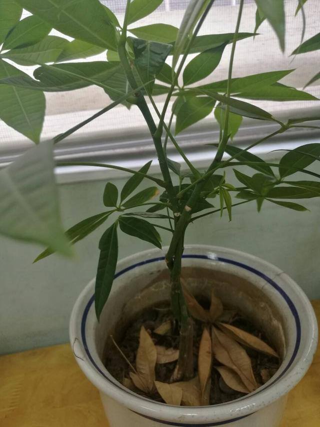 发财树三大忌讳（家里的这三个地方，最好不要放，不然小心你的发财树变成“光杆”）