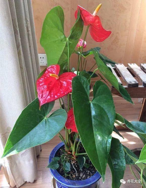 白掌风水摆放三不要（家里养这25种花，招财进宝、荣华富贵！）