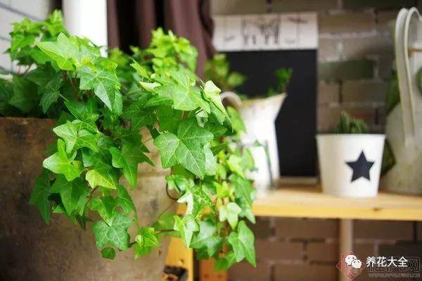 白掌风水摆放三不要（家里养这25种花，招财进宝、荣华富贵！）