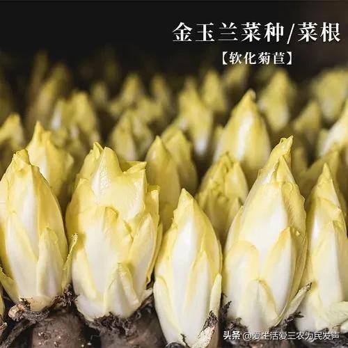 农村种什么最挣钱最快（投资不大，年入十万以上的农村项目）