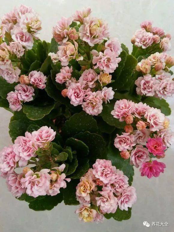 白掌风水摆放三不要（家里养这25种花，招财进宝、荣华富贵！）