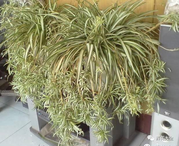 白掌风水摆放三不要（家里养这25种花，招财进宝、荣华富贵！）