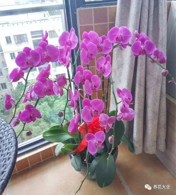 白掌风水摆放三不要（家里养这25种花，招财进宝、荣华富贵！）