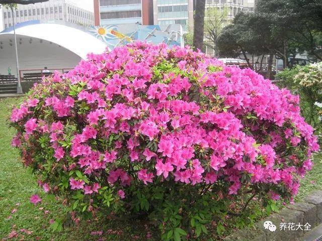 白掌风水摆放三不要（家里养这25种花，招财进宝、荣华富贵！）